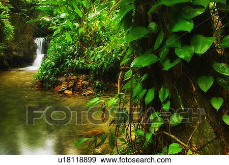 Stock Photo - Waterfall in rainforest. Fotosearch