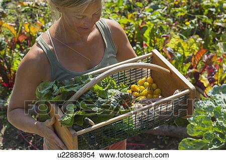 Woman collecting vegetables in garden View Large Photo Image Picture - Woman collecting vegetables in garden. Fotosearch