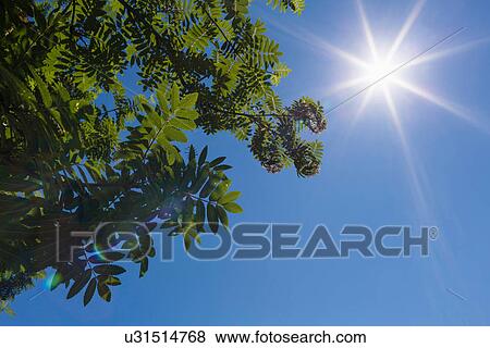 Stock Photo - Blue sky above tree branches. Fotosearch