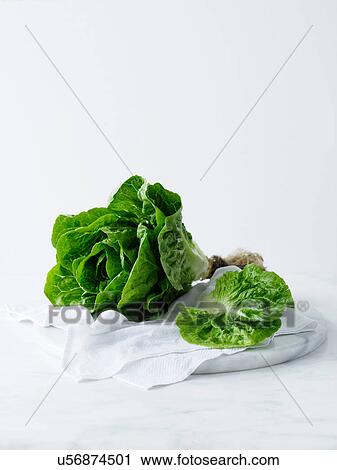 Butter lettuce plant on white tea towel View Large Photo Image Stock Image - Butter lettuce plant on white tea towel. Fotosearch