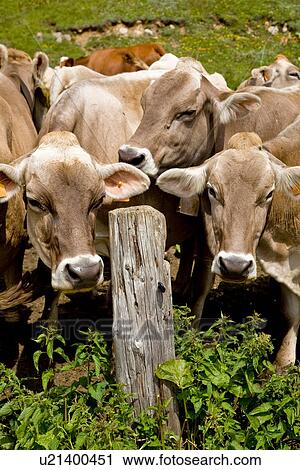 Cows by wooden post View Large Photo Image Stock Image - Cows by wooden post. Fotosearch