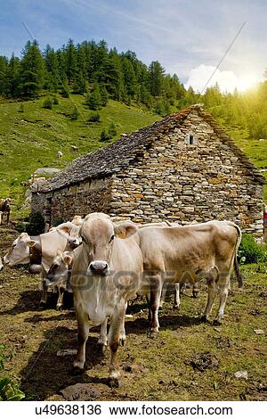 Stock Photograph - Cows outside stone barn. Fotosearch