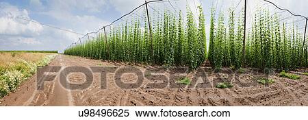 Cultivated hop plants View Large Photo Image Stock Photography - Cultivated hop plants. Fotosearch