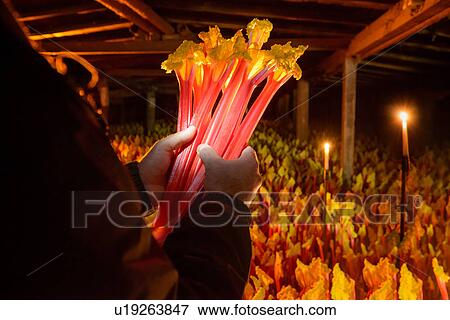 Farmer holding bunch of rhubarb in candlelit barn View Large Photo Image Stock Photo - Farmer holding bunch of rhubarb in candlelit barn. Fotosearch