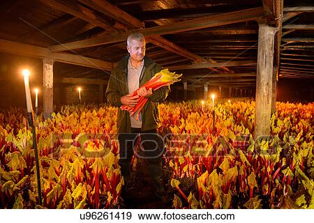 Stock Photo - Farmer holding bunch of rhubarb in candlelit barn. Fotosearch
