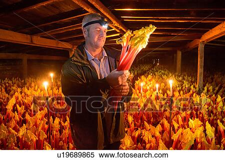 Stock Photography - Farmer holding bunch of rhubarb in candlelit barn. Fotosearch