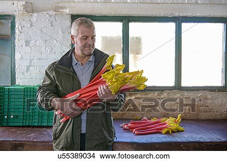 Farmer holding bunch of rhubarb View Large Photo Image Picture - Farmer holding bunch of rhubarb. Fotosearch