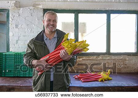 Stock Image - Farmer holding bunch of rhubarb. Fotosearch