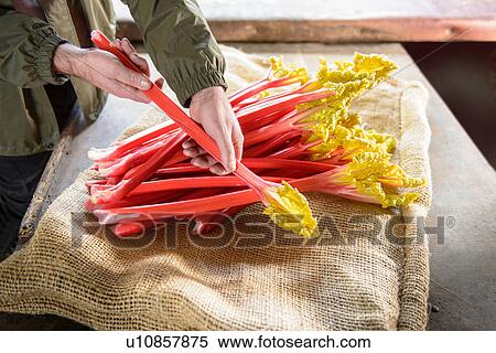 Stock Photography - Farmer inspecting rhubarb. Fotosearch