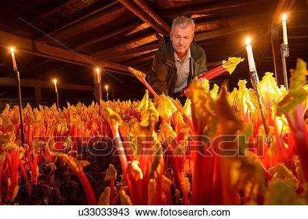 Stock Image - Farmer picking rhubarb in candlelit barn. Fotosearch