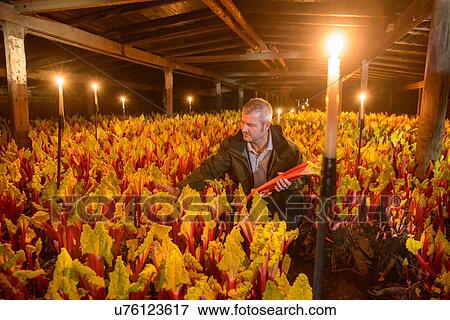 Stock Photo - Farmer picking rhubarb in candlelit barn. Fotosearch