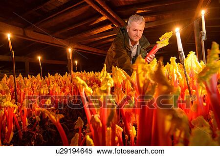 Farmer picking rhubarb in candlelit barn View Large Photo Image Stock Photography - Farmer picking rhubarb in candlelit barn. Fotosearch