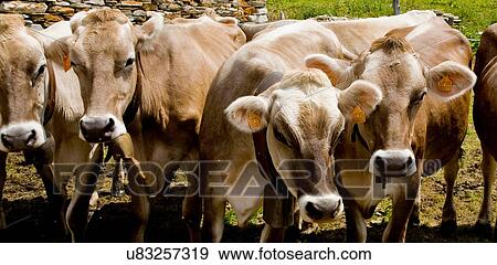 Stock Photo - Four cows in a row. Fotosearch