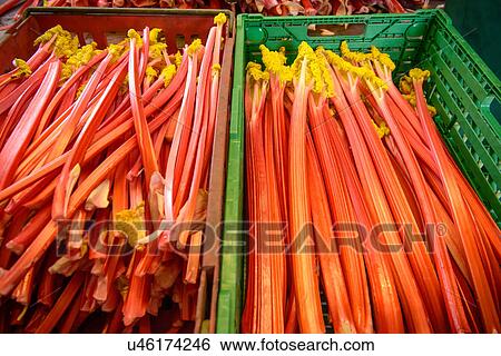 Freshly picked rhubarb in crates View Large Photo Image Stock Photograph - Freshly picked rhubarb in crates. Fotosearch