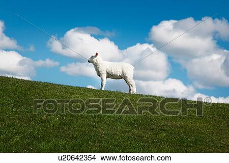 Picture - One sheep in field. Fotosearch