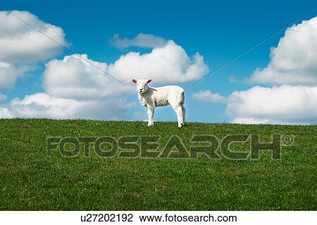 Stock Image - One sheep in field. Fotosearch