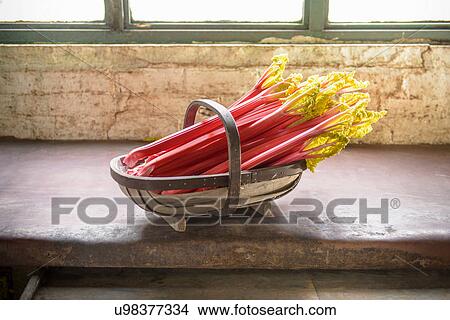Rhubarb in basket, still life View Large Photo Image Picture - Rhubarb in basket, still life. Fotosearch