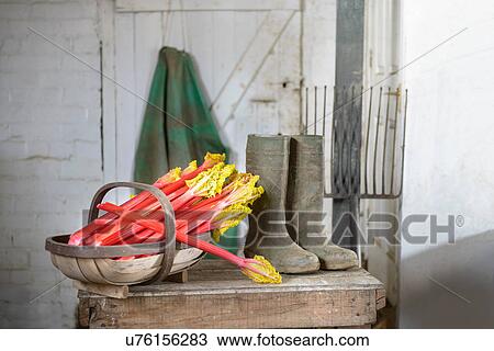 Rhubarb in basket with wellington boots, still life View Large Photo Image Stock Image - Rhubarb in basket with wellington boots, still life. Fotosearch