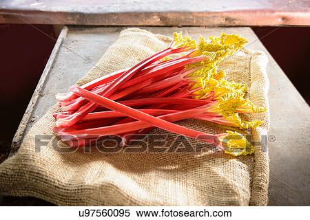 Rhubarb on sack, still life View Large Photo Image Stock Photography - Rhubarb on sack, still life. Fotosearch