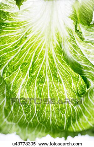 Romaine lettuce leaf detail View Large Photo Image Stock Photography - Romaine lettuce leaf detail. Fotosearch