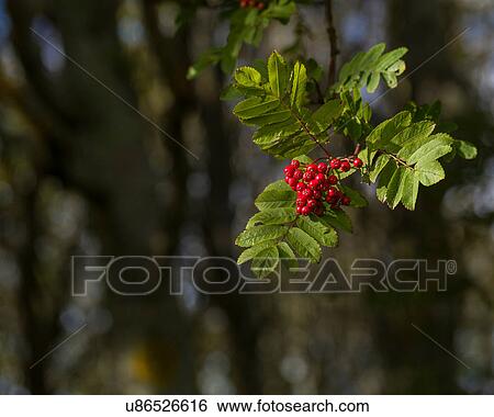 Rowan berries in sunlight View Large Photo Image Stock Photograph - Rowan berries in sunlight. Fotosearch