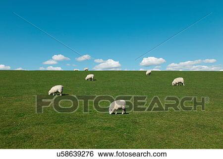 Stock Photograph - Sheep in field. Fotosearch