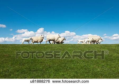 Sheep in field View Large Photo Image Stock Photograph - Sheep in field. Fotosearch