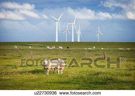 Stock Photograph - Sheep in field with windfarm, Schleswig Holstein, Germany. Fotosearch