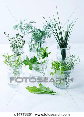 Sorrel, mint, tarragon, marjoram, dill, chives, thyme and chervil View Large Photo Image Stock Image - Sorrel, mint, tarragon, marjoram, dill, chives, thyme and chervil. Fotosearch