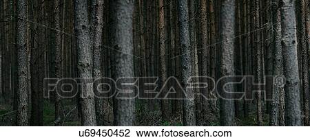 Stock Image - Spruce forest, panoramic. Fotosearch