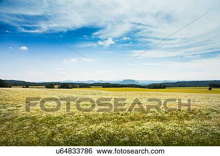 Summer field, Czech Republic View Large Photo Image Stock Photograph - Summer field, Czech Republic. Fotosearch