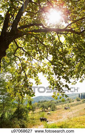 Stock Photo - Sunlight shining through trees. Fotosearch