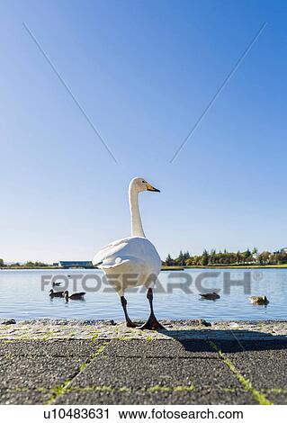 Swan standing on edge of park lake View Large Photo Image Stock Image - Swan standing on edge of park lake. Fotosearch