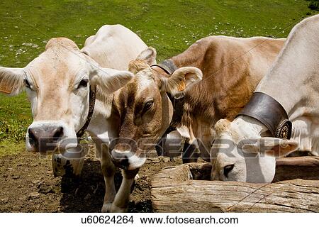 Picture - Three cows feeding from trough. Fotosearch