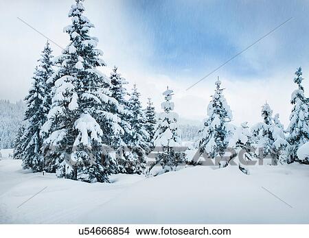 Picture - Trees in snow. Fotosearch