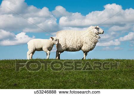 Two sheep in field View Large Photo Image Stock Photo - Two sheep in field. Fotosearch