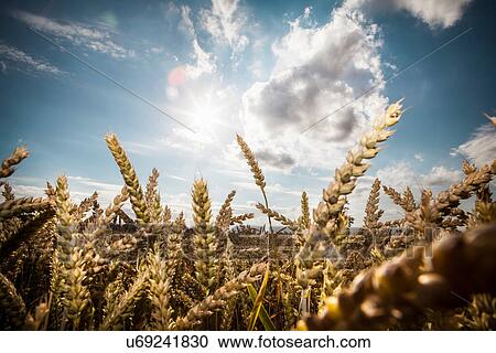 Wheat in field View Large Photo Image Stock Image - Wheat in field. Fotosearch