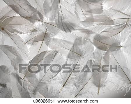White feathers View Large Photo Image Stock Image - White feathers. Fotosearch