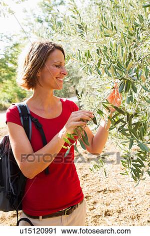 Stock Image - Woman touching olive tree. Fotosearch