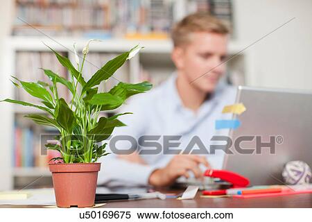 Stock Photography - Young man at desk with pot plant in foreground. Fotosearch