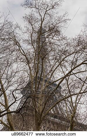 Bare tree and Eiffel Tower, Paris, France View Large Photo Image Stock Photo - Bare tree and Eiffel Tower, Paris, France. Fotosearch