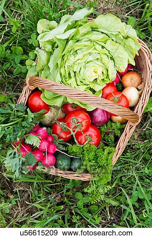 Basket of fresh vegetables in allotment View Large Photo Image Stock Photo - Basket of fresh vegetables in allotment. Fotosearch