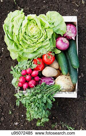 Stock Photography - Box of fresh vegetables in allotment. Fotosearch