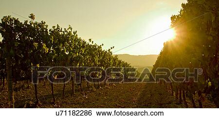 Close up of grapevines at sunset, Tuscany, Italy View Large Photo Image Stock Photograph - Close up of grapevines at sunset, Tuscany, Italy. Fotosearch