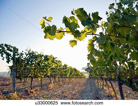 Close up of vine leaves and grapevines, Tuscany, Italy View Large Photo Image Stock Photography - Close up of vine leaves and grapevines, Tuscany, Italy. Fotosearch
