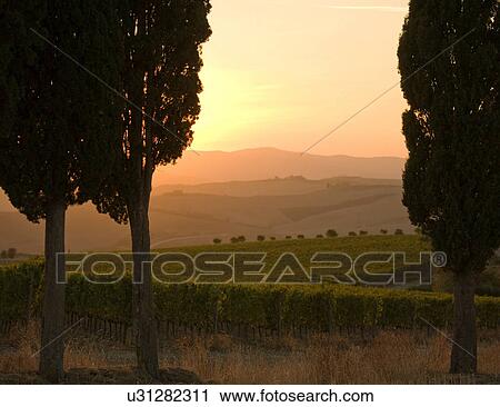 Cypress trees and grapevines at sunset, Tuscany, Italy View Large Photo Image Stock Image - Cypress trees and grapevines at sunset, Tuscany, Italy. Fotosearch