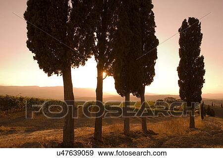 Stock Photo - Cypress trees and grapevines, Tuscany, Italy. Fotosearch