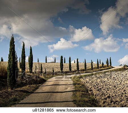 Dirt track and cypress trees, Tuscany, Italy View Large Photo Image Stock Photography - Dirt track and cypress trees, Tuscany, Italy. Fotosearch