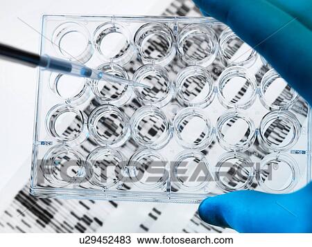 DNA sample being pipetted into multi well plate with DNA gel below View Large Photo Image Stock Image - DNA sample being pipetted into multi well plate with DNA gel below. Fotosearch