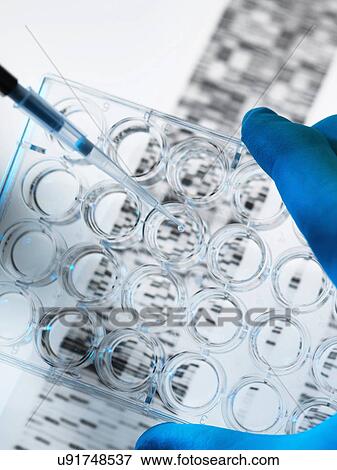 DNA sample being pipetted into multi well plate with DNA gel below View Large Photo Image Stock Photo - DNA sample being pipetted into multi well plate with DNA gel below. Fotosearch